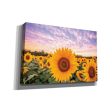 Sunflower Sunset  by Donnie Quillen, Canvas Wall Art Supply