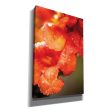 Orange Glory  by Donnie Quillen, Canvas Wall Art Supply