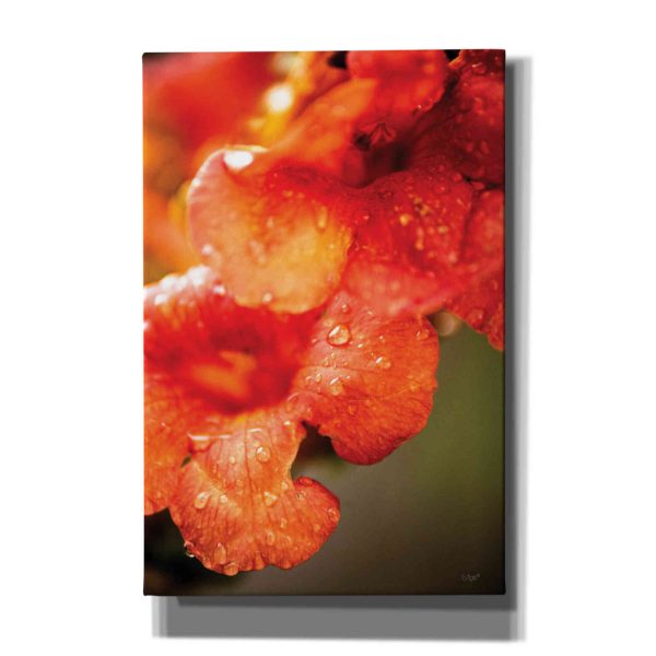 Orange Glory  by Donnie Quillen, Canvas Wall Art Supply