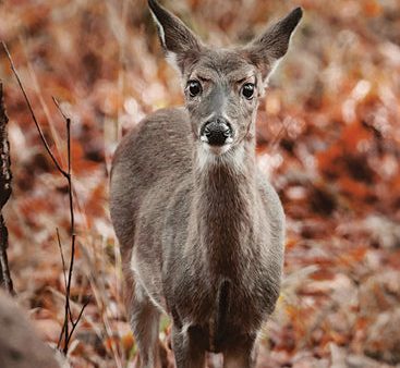 DAK208 - Autumn Deer I - 12x18 For Discount